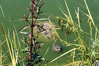 Centre Emys, Chavornay: les Tortues ont leur Maison toute neuve. Reportage de Dany Schaer, journaliste-photographe