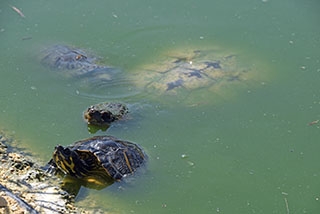 Centre Emys, Chavornay: les Tortues ont leur Maison toute neuve. Reportage de Dany Schaer, journaliste-photographe