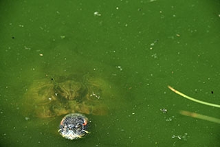 Centre Emys, Chavornay: les Tortues ont leur Maison toute neuve. Reportage de Dany Schaer, journaliste-photographe