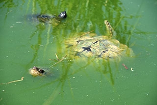 Centre Emys, Chavornay: les Tortues ont leur Maison toute neuve. Reportage de Dany Schaer, journaliste-photographe