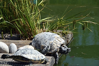 Centre Emys, Chavornay: les Tortues ont leur Maison toute neuve. Reportage de Dany Schaer, journaliste-photographe