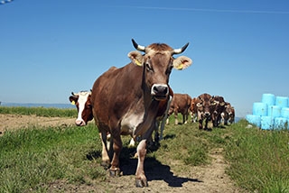 La "Ferme aux 4 Vents" place la qualit de vie au cur de son activit. Johan et Reynald Viret, Villars-Tiercelin, juin 2019 - Reportage de Dany Schaer, journaliste photographe