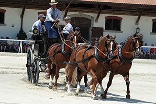D�couverte du Haras national suisse. Avenches, ao�t2019 - Reportage de Dany Schaer, journaliste photographe
