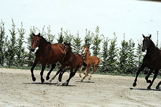 D�couverte du Haras national suisse. Avenches, ao�t2019 - Reportage de Dany Schaer, journaliste photographe
