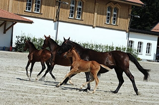 D�couverte du Haras national suisse. Avenches, ao�t2019 - Reportage de Dany Schaer, journaliste photographe