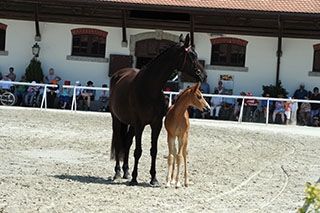 D�couverte du Haras national suisse. Avenches, ao�t2019 - Reportage de Dany Schaer, journaliste photographe