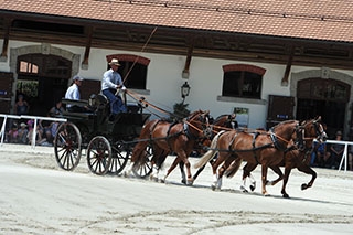 D�couverte du Haras national suisse. Avenches, ao�t2019 - Reportage de Dany Schaer, journaliste photographe