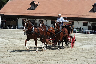 D�couverte du Haras national suisse. Avenches, ao�t2019 - Reportage de Dany Schaer, journaliste photographe