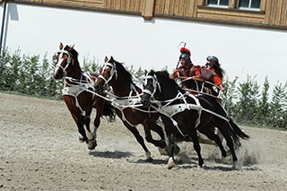 D�couverte du Haras national suisse. Avenches, ao�t2019 - Reportage de Dany Schaer, journaliste photographe