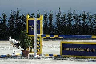 D�couverte du Haras national suisse. Avenches, ao�t2019 - Reportage de Dany Schaer, journaliste photographe