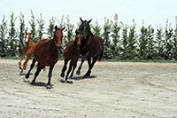 Dcouverte du Haras national suisse. Avenches, aot 2019 (cliquer ICI)