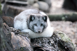 Trois renards polaires dcouvrent le Jorat. Zoo de Servion, dcembre 2019. Reportage de Dany Schaer, journaliste photographe