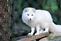 Trois renards polaires dcouvrent le Jorat. Zoo de Servion, dcembre 2019 (cliquer ici)