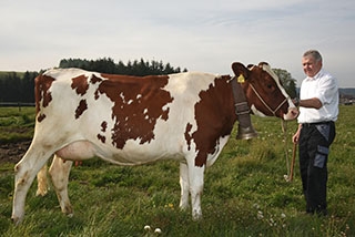 Serena sera une star  la Fte des Vignerons. Charly Stucki, leveur  Ropraz. Paru dans lEcho du Gros-de-Vaud et Journal de Moudon juin 2019Reportage de Dany Schaer, journaliste photographe