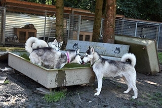 Un chien peut vivre heureux sur trois pattes - SOS Chiens Polaires - Aot 2019 - Reportage de Dany Schaer, journaliste photographe
