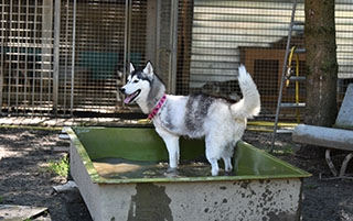 Un chien peut vivre heureux sur trois pattes - SOS Chiens Polaires - Aot 2019 - Reportage de Dany Schaer, journaliste photographe