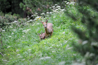 Des chasseurs arpentent les sentiers du Bois des Brigands - Assemble gnrale de lAssociation du Bois des Brigands, 27 juin 2020, Thierrens - Reportage de Dany Schaer, journaliste photographe