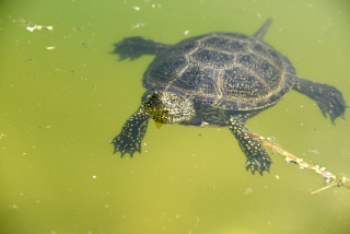 Les tortues dcouvrent leur nouvel tang - Centre Emys, lcher de 40 cistudes - Chavornay, aot 2020. Reportage de Dany Schaer, journaliste photographe