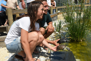 Les tortues dcouvrent leur nouvel tang - Centre Emys, lcher de 40 cistudes - Chavornay, aot 2020. Reportage de Dany Schaer, journaliste photographe