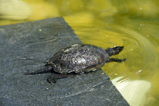 Les tortues dcouvrent leur nouvel tang - Centre Emys, lcher de 40 cistudes - Chavornay, aot 2020. Reportage de Dany Schaer, journaliste photographe