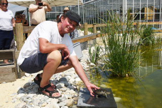 Les tortues dcouvrent leur nouvel tang - Centre Emys, lcher de 40 cistudes - Chavornay, aot 2020. Reportage de Dany Schaer, journaliste photographe