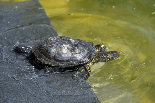 Les tortues dcouvrent leur nouvel tang - Centre Emys, lcher de 40 cistudes - Chavornay, aot 2020. Reportage de Dany Schaer, journaliste photographe