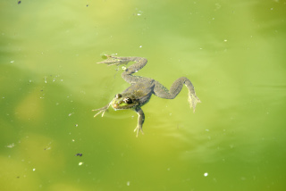 Les tortues dcouvrent leur nouvel tang - Centre Emys, lcher de 40 cistudes - Chavornay, aot 2020. Reportage de Dany Schaer, journaliste photographe