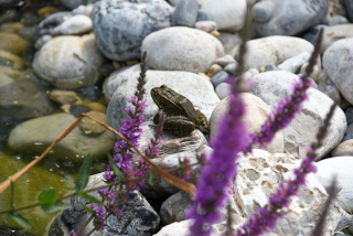 Les tortues dcouvrent leur nouvel tang - Centre Emys, lcher de 40 cistudes - Chavornay, aot 2020. Reportage de Dany Schaer, journaliste photographe