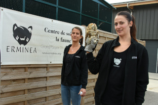 ERMINEA recueille et soigne les animaux de la faune blesss - Association  Chavornay, octobre 2020 - Reportage de Dany Schaer, journaliste photographe