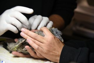 ERMINEA recueille et soigne les animaux de la faune blesss - Association  Chavornay, octobre 2020 - Reportage de Dany Schaer, journaliste photographe