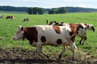 Lait de la ferme en vente directe - Ferme Panchaud, Poliez-le-Grand - Juillet 2020. Reportage de Dany Schaer, journaliste photographe