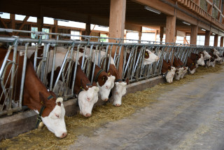 Lait de la ferme en vente directe - Ferme Panchaud, Poliez-le-Grand - Juillet 2020. Reportage de Dany Schaer, journaliste photographe