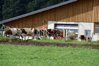 Lait de la ferme en vente directe - Ferme Panchaud, Poliez-le-Grand - Juillet 2020. Reportage de Dany Schaer, journaliste photographe