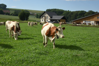 Lait de la ferme en vente directe - Ferme Panchaud, Poliez-le-Grand - Juillet 2020. Reportage de Dany Schaer, journaliste photographe