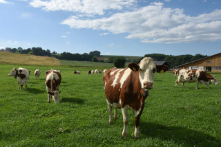 Lait de la ferme en vente directe - Ferme Panchaud, Poliez-le-Grand - Juillet 2020. Reportage de Dany Schaer, journaliste photographe