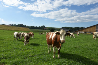 Lait de la ferme en vente directe - Ferme Panchaud, Poliez-le-Grand - Juillet 2020. Reportage de Dany Schaer, journaliste photographe