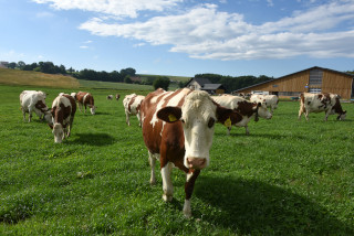 Lait de la ferme en vente directe - Ferme Panchaud, Poliez-le-Grand - Juillet 2020. Reportage de Dany Schaer, journaliste photographe