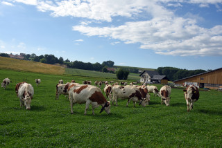 Lait de la ferme en vente directe - Ferme Panchaud, Poliez-le-Grand - Juillet 2020. Reportage de Dany Schaer, journaliste photographe