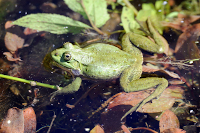 Aidons les grenouilles  vivre leur lune de miel. Pro Natura, fvrier 2020 (cliquer ICI)