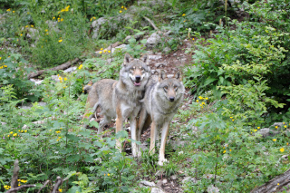 Loi sur la chasse, rforme - Ne fragilisons pas lquilibre de la faune de notre pays - Reportage de Dany Schaer, journaliste-photographe