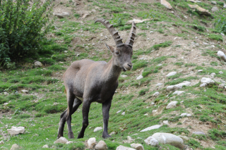 Loi sur la chasse, rforme - Ne fragilisons pas lquilibre de la faune de notre pays - Reportage de Dany Schaer, journaliste-photographe