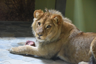 Makuti, le jeune lion de Servion cherche le calme - Zoo de Servion, juillet 2020 - Reportage de Dany Schaer, journaliste photographe