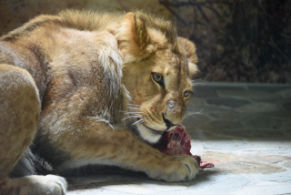 Makuti, le jeune lion de Servion cherche le calme - Zoo de Servion, juillet 2020 - Reportage de Dany Schaer, journaliste photographe