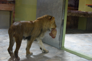 Makuti, le jeune lion de Servion cherche le calme - Zoo de Servion, juillet 2020 - Reportage de Dany Schaer, journaliste photographe