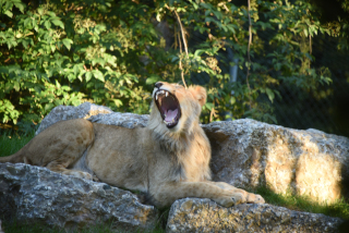 Makuti, le jeune lion de Servion cherche le calme - Zoo de Servion, juillet 2020 - Reportage de Dany Schaer, journaliste photographe