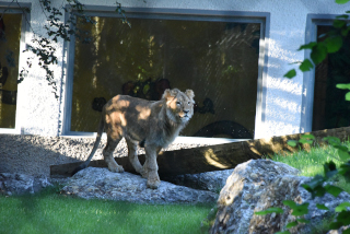 Makuti, le jeune lion de Servion cherche le calme - Zoo de Servion, juillet 2020 - Reportage de Dany Schaer, journaliste photographe