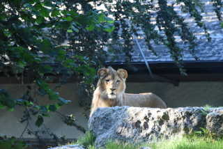Makuti, le jeune lion de Servion cherche le calme - Zoo de Servion, juillet 2020 - Reportage de Dany Schaer, journaliste photographe