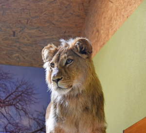 Makuti, le jeune lion de Servion cherche le calme - Zoo de Servion, juillet 2020 - Reportage de Dany Schaer, journaliste photographe