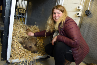 Les jeunes ours du zoo partent pour Hamerton, Royaume Uni - Zoo de Servion, janvier 2020. Reportage de Dany Schaer, journaliste photographe