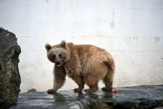 Les jeunes ours du zoo partent pour Hamerton, Royaume Uni - Zoo de Servion, janvier 2020. Reportage de Dany Schaer, journaliste photographe